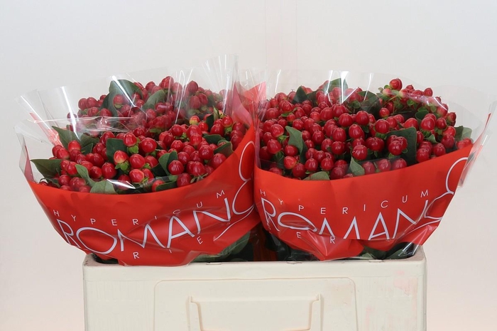 <h4>Hypericum True Romance</h4>