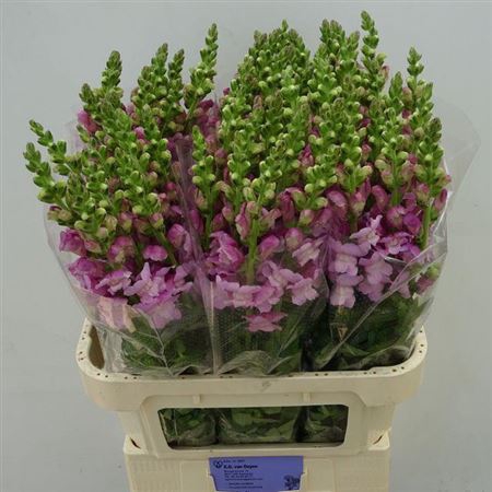 ANTIR MARY LAVENDER