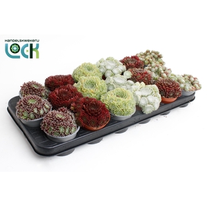 Sempervivum Mix