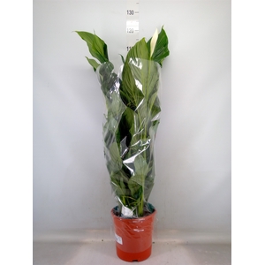 Spathiphyllum  'Sweet Lauretta'