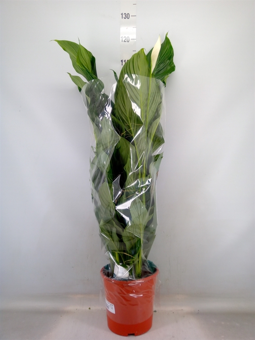 <h4>Spathiphyllum  'Sweet Lauretta'</h4>