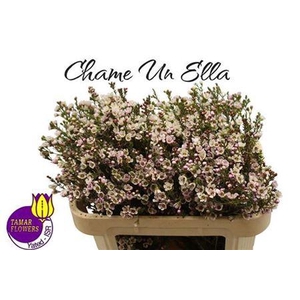 Chame Un Ella White Pink 70cm