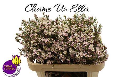 <h4>Chame Un Ella White Pink 70cm</h4>