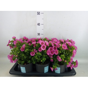 Anisodontea capensis 'Elega Prince'