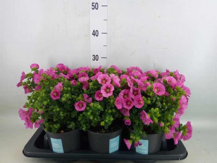 <h4>Anisodontea capensis 'Elega Prince'</h4>