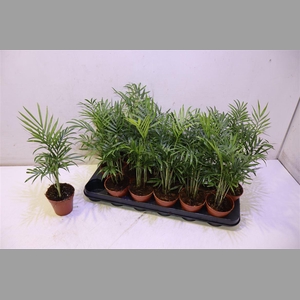 Chamaed Elegans
