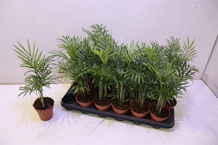 <h4>Chamaed Elegans</h4>