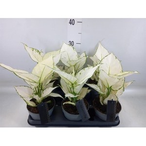 Aglaonema  'White Joy'