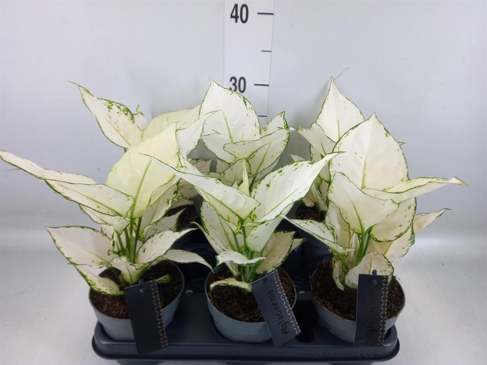 <h4>Aglaonema  'White Joy'</h4>