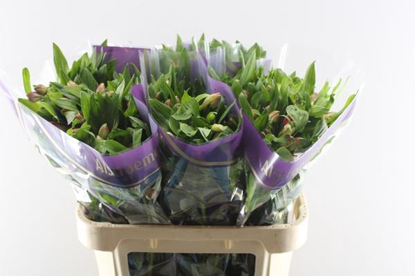 <h4>Alstr Panorama</h4>