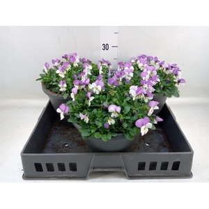 Viola corn. 'Evo Mini Pink Wing'