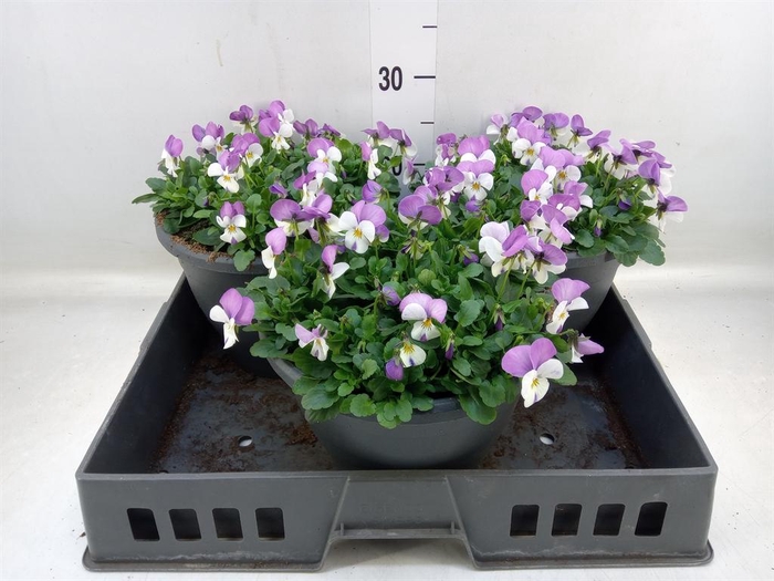 <h4>Viola corn. 'Evo Mini Pink Wing'</h4>