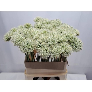 ALLIUM MOUNT EVEREST