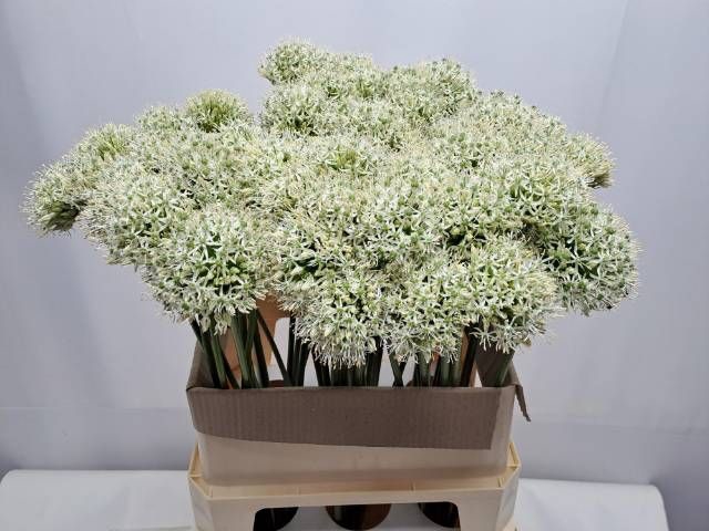 <h4>ALLIUM MOUNT EVEREST</h4>