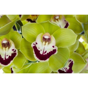 VALLEY BOOP 60cm x 10.