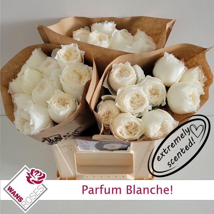 <h4>R GR PARFUM BLANCHE!</h4>