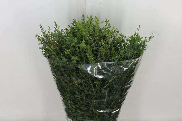 <h4>Euc Parvifolia 400gr Extra</h4>