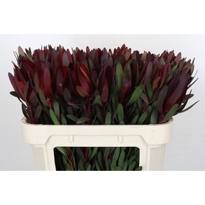 Leucadendron Saf Sunset Dark Red