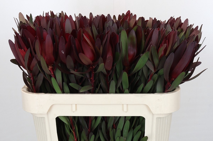 <h4>Leucadendron Saf Sunset Dark Red</h4>