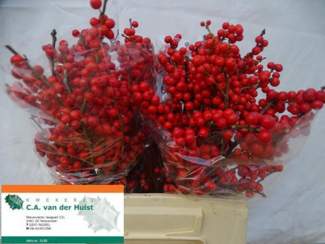 <h4>ILEX VE RODE BES</h4>