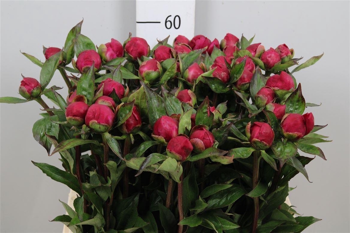 <h4>Paeo White Cap</h4>