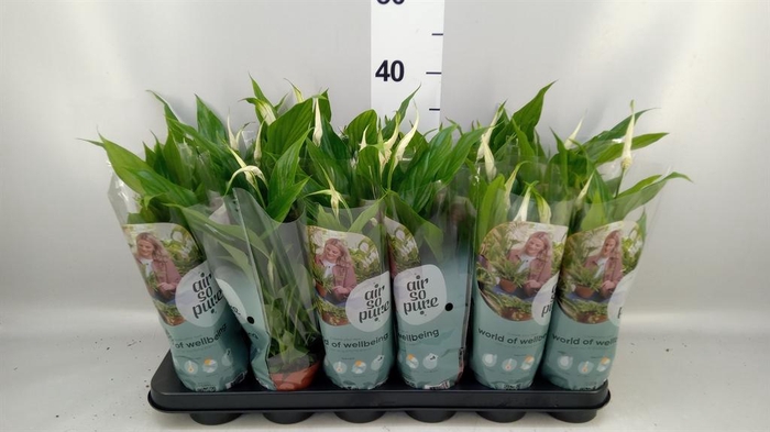 <h4>Spathiphyllum  'Chopin'</h4>