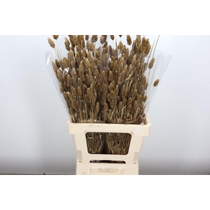 Deco Bunch Phalaris Sleeved Brass Glitter X1