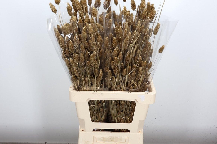 <h4>Deco Bunch Phalaris Sleeved Brass Glitter X1</h4>