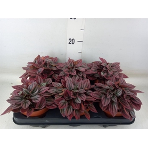 Peperomia caperata 'Cayenne'