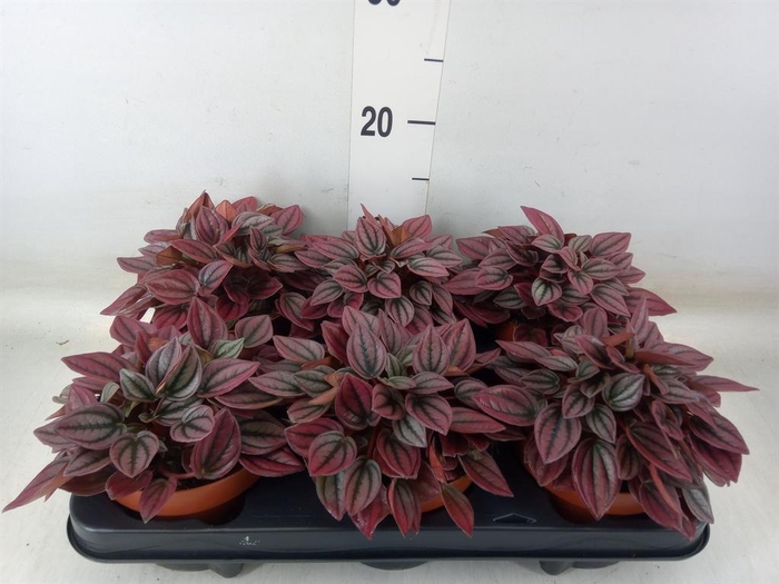 <h4>Peperomia caperata 'Cayenne'</h4>