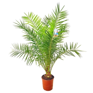 Phoenix canariensis