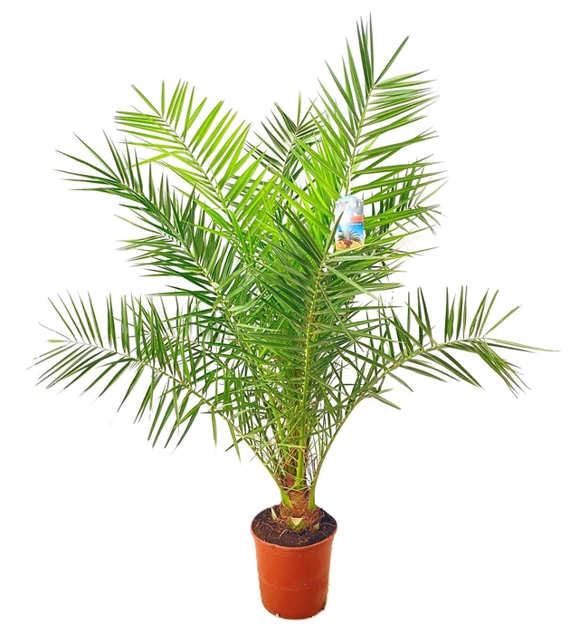 <h4>Phoenix canariensis</h4>