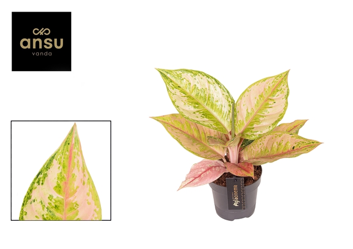 <h4>Aglaonema Pastella</h4>