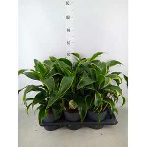 Dracaena frag. 'Dorado'