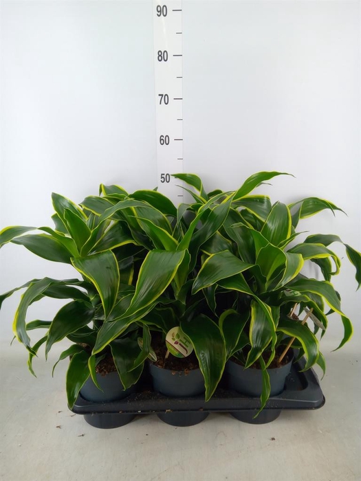 <h4>Dracaena frag. 'Dorado'</h4>