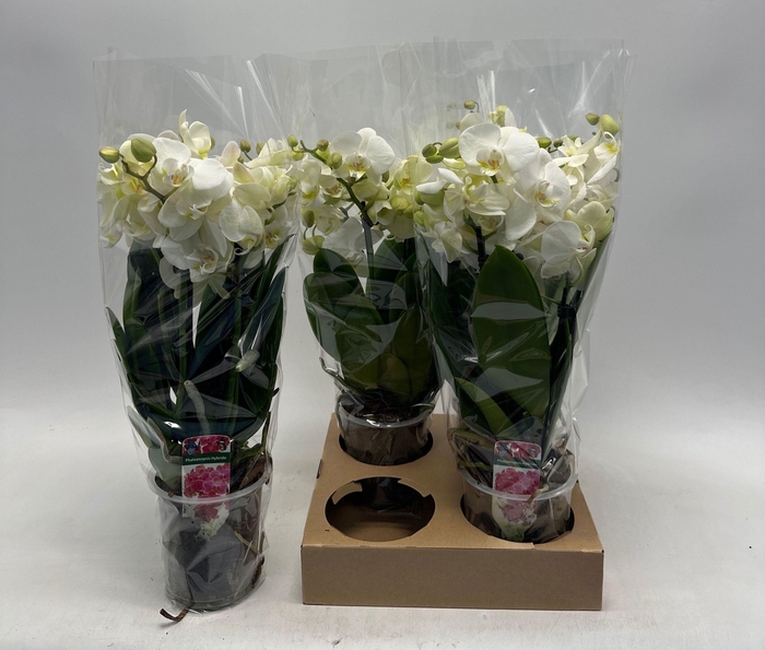 <h4>PHAL OV WIT</h4>