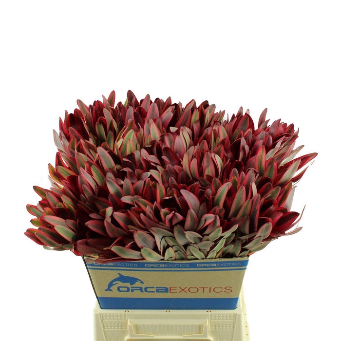 <h4>Leucadendron Jester</h4>