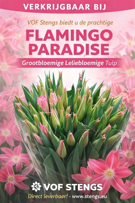 <h4>Tu Li Flamingo Paradise</h4>