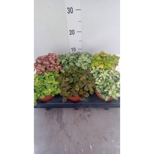 Fittonia   ...mix