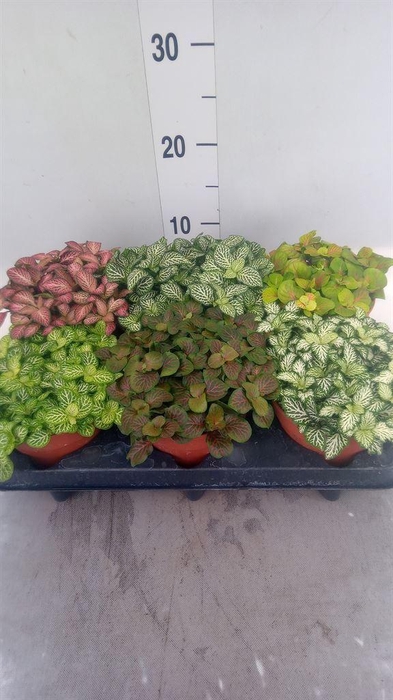 <h4>Fittonia   ...mix</h4>