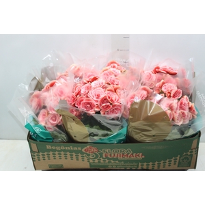 BEGONIA BORIAS P15