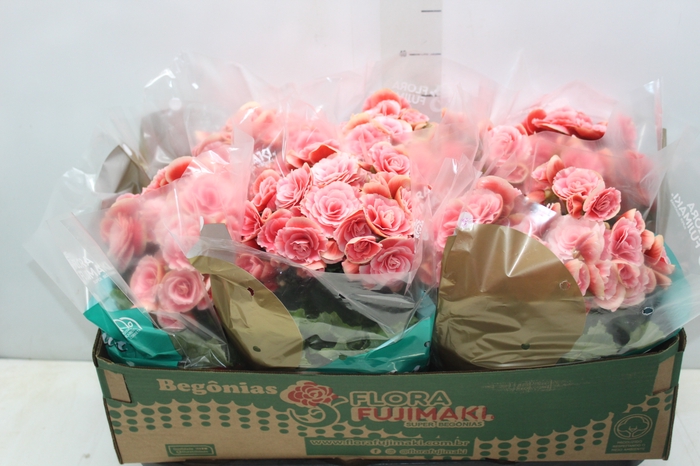 BEGONIA BORIAS P15
