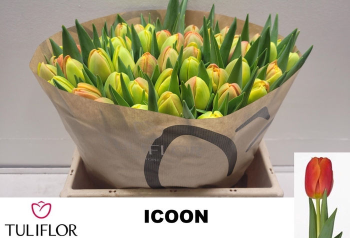 <h4>TU DU ICOON</h4>