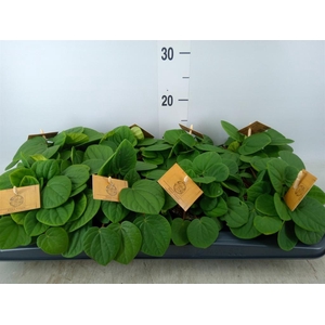 Peperomia albov. 'Rana Verde'