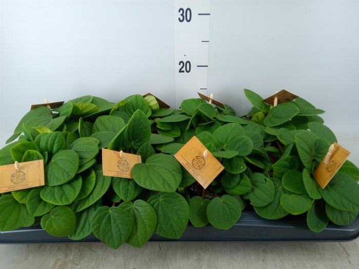 <h4>Peperomia albov. 'Rana Verde'</h4>