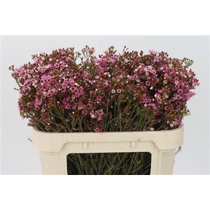 Chamelauc Sarahs Delight