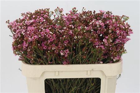 <h4>Chamelauc Sarahs Delight</h4>