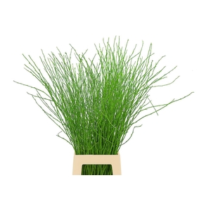 Berk 70cm Appelgroen Pbs