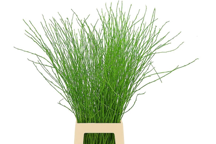 Berk 70cm Appelgroen Pbs