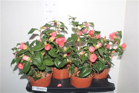 <h4>Came Japonica 10+</h4>